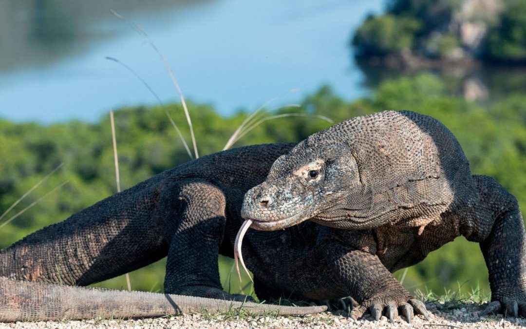 The Ultimate Komodo Dragon Quest