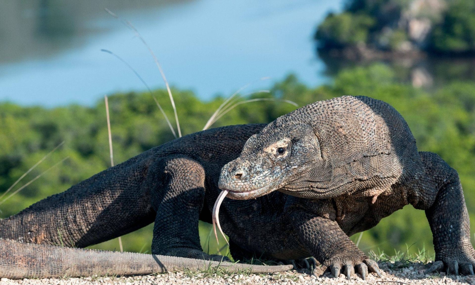 komodo1