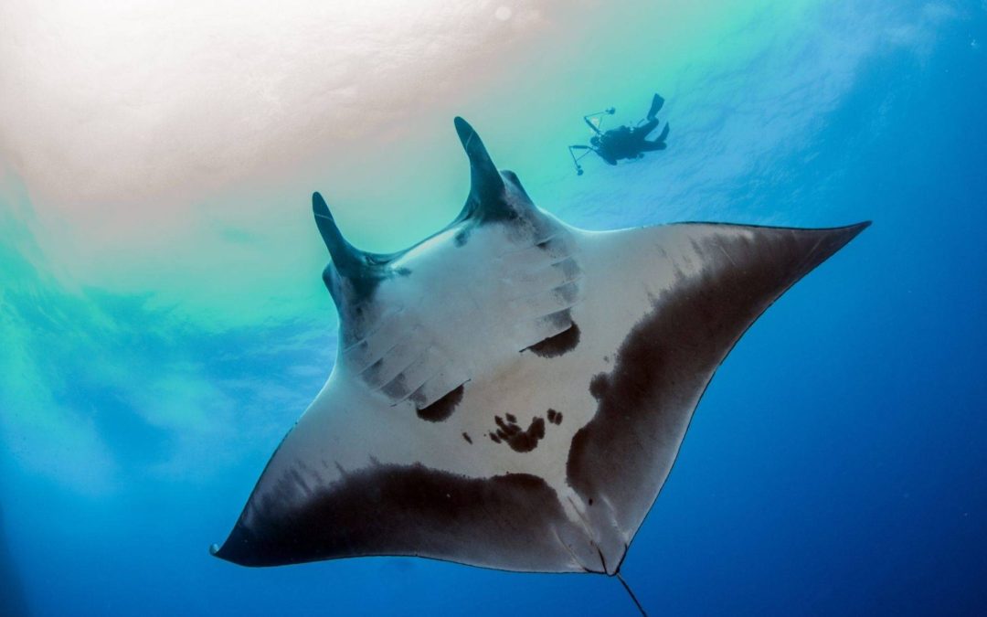 Manta Encounter Expedition – Feel the Magic of the Deep