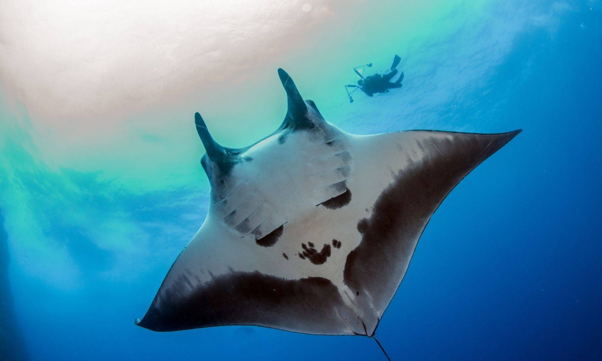 manta