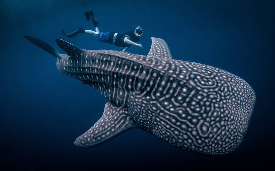 Whale – Shark Adventures