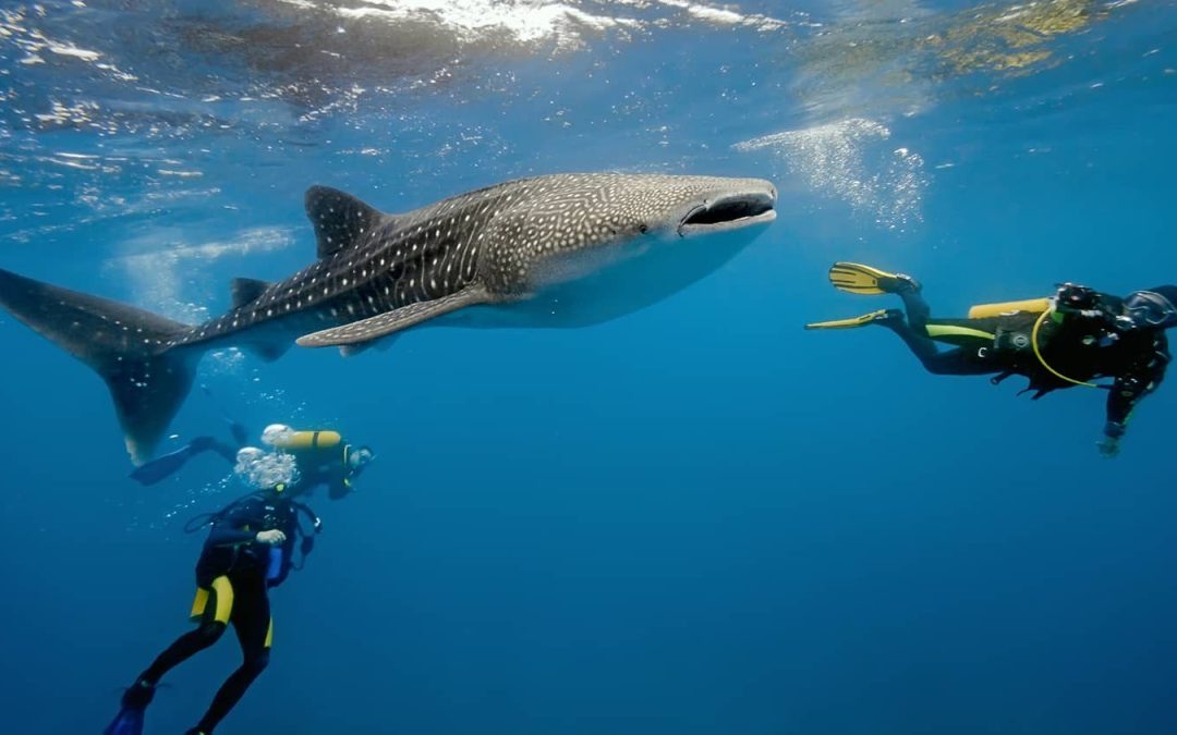 What to Expect on Your Liveaboard Adventure in Flores
