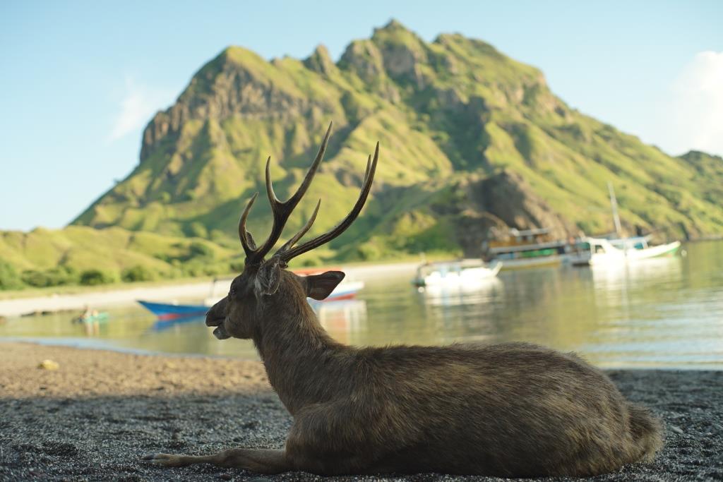 Komodo Tour From Lombok