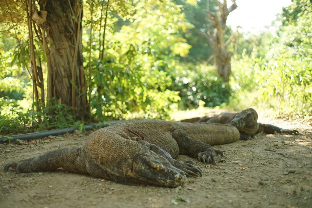 Tour Komodo From Lombok